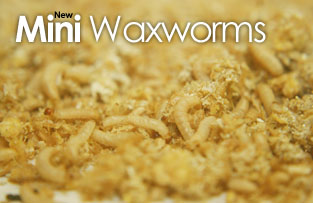 New Mini Waxworms