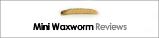 Mini Waxworm Reviews