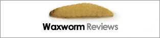 Waxworm Reviews