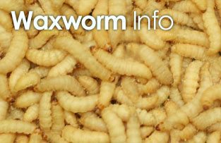 UK Waxworms Limited - Suppliers of the finest quality Live Food